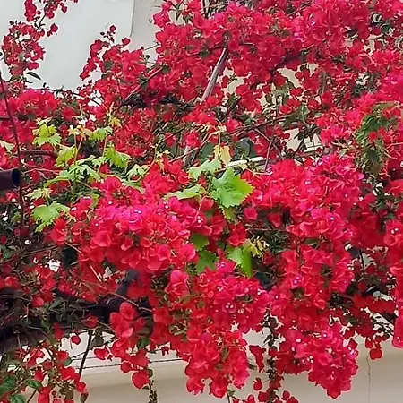 Stamatias Home, Fully Equipped 5 Minutes From The Sea * Chania (Crete)