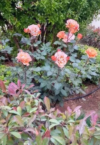 Stamatias Home, Fully Equipped 5 Minutes From The Sea *