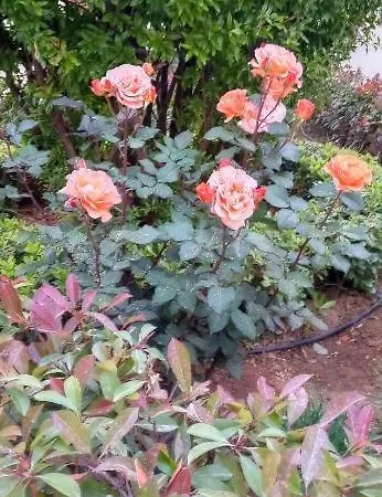 Stamatias Home, Fully Equipped 5 Minutes From The Sea *